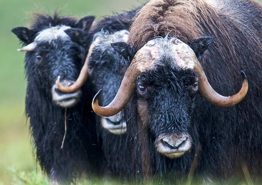 Which natural fiber lays the smack down on cashmere?