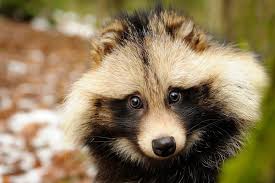 The common raccoon dog. You should be loving this little guy.