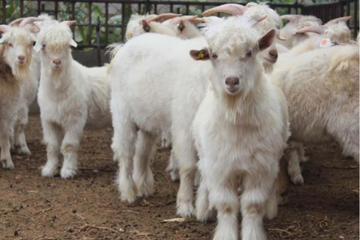 Cashmere Goats for Sale, Available at LIVESTOCK FOR SALE USA